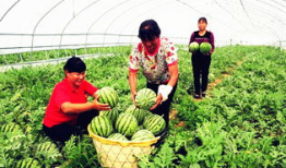 吃瓜最新事件爆料临夏,揭秘吃瓜群众最新热议事件